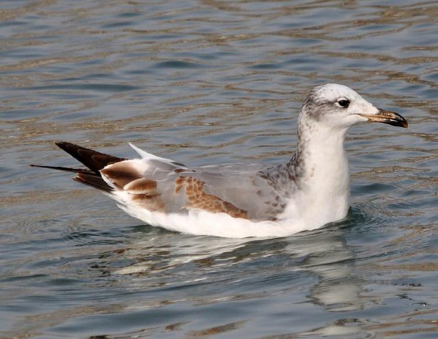 pallas gull first year molting